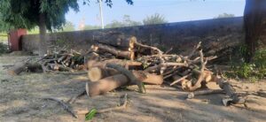 Sangrur panchayat complex axes trees despite High Court stay order
