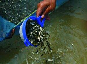 Punjab Fisheries Minister Bhullar tells farmers to adopt fish farming as a subsidiary occupation to increase income