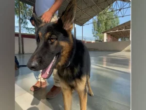 In March 2023, Noida will impose a fine of Rs 10,000 for pet animal mishaps